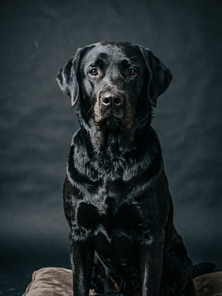 Cão Labrador preto sentado sobre almofada com fundo escuro