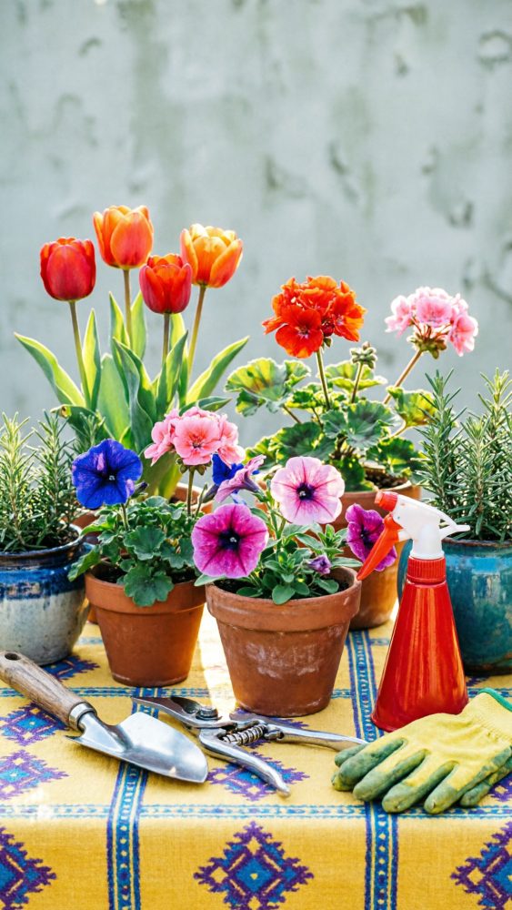 Vasos com flores coloridas, ferramentas e luvas de jardinagem numa mesa com toalha amarela