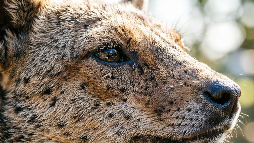 Close-up de cabeça de leopardo com foco nos olhos e textura do pelo