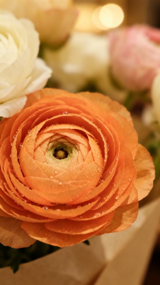 Primorosa flor ranúnculo laranja com gotas de orvalho nas pétalas e flores desfocadas ao fundo