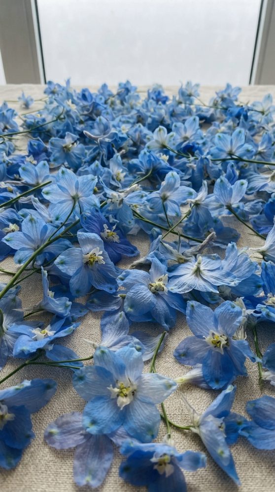 Flores azuis delicadas espalhadas sobre uma superfície clara iluminadas por luz natural