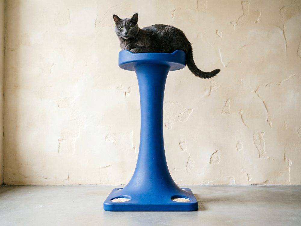 Gato cinzento sentado num arranhador azul alto numa sala minimalista com parede texturada branca