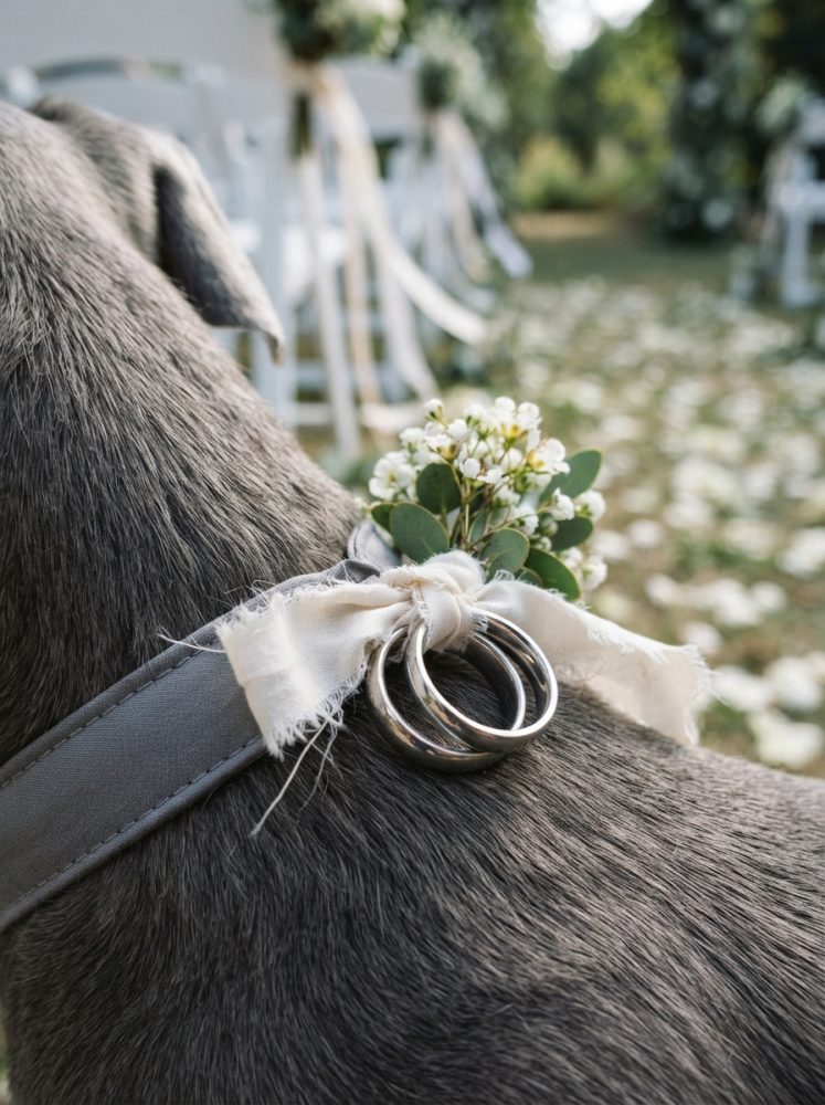 Cão cinzento com coleira decorada com flores e alianças prateadas numa cerimónia de casamento exterior