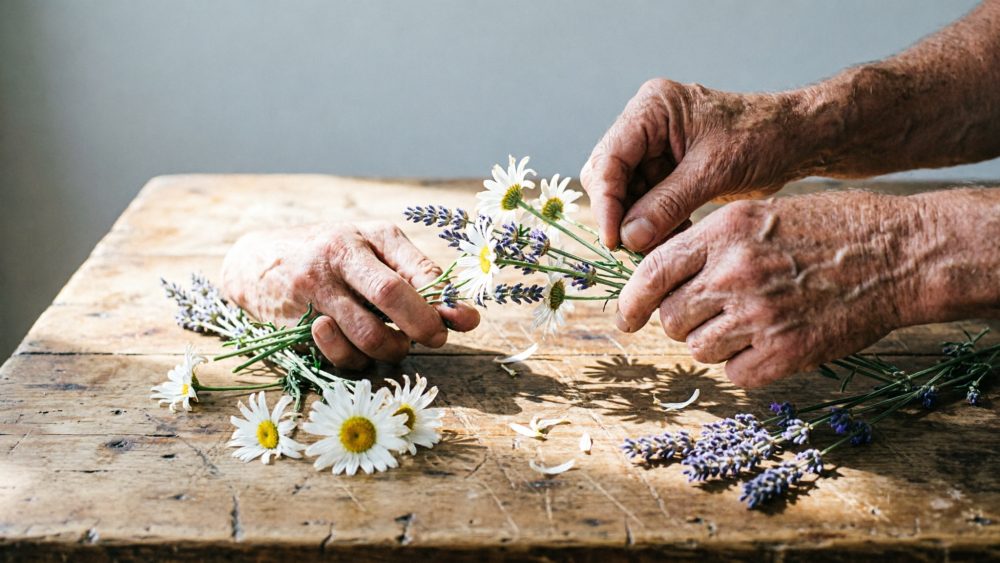 Mãos envelhecidas a organizar margaridas e lavanda sobre mesa de madeira rústica