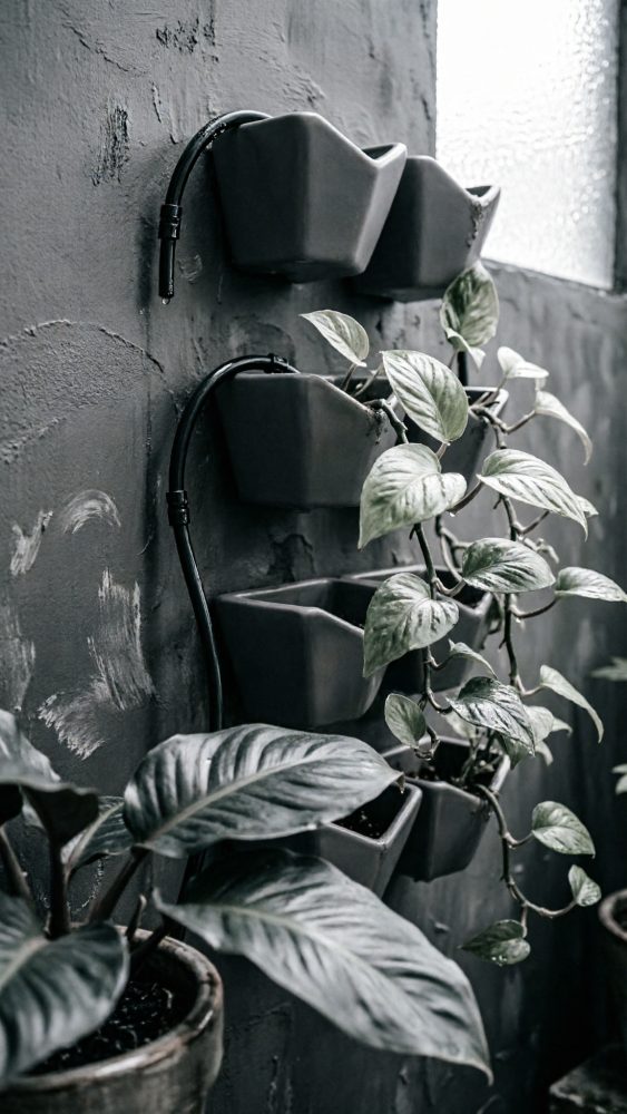 Vasos verticais escuros com plantas de folhas verdes numa parede texturada
