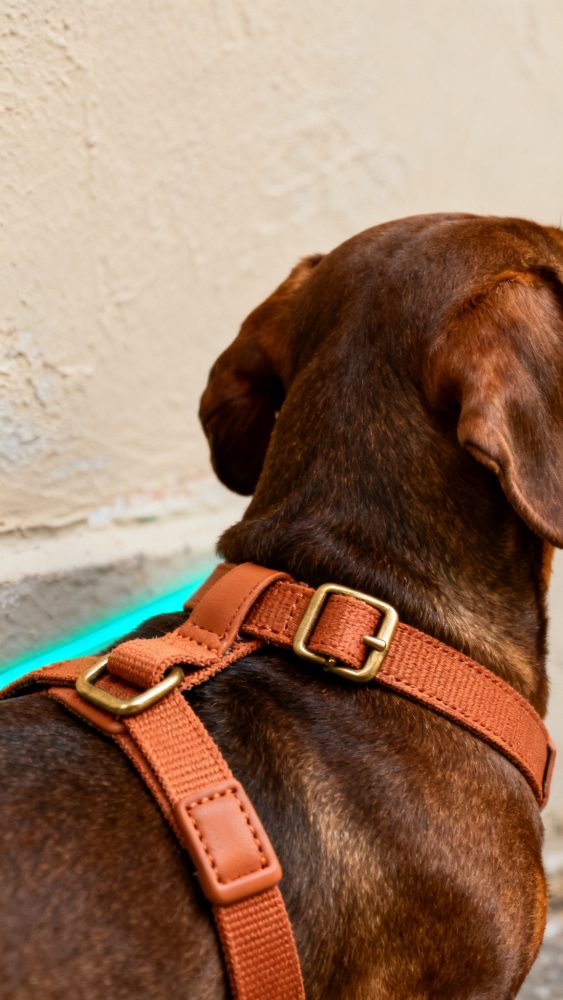 Cão castanho de costas com peitoral ajustável laranja e fivelas douradas junto a uma parede clara