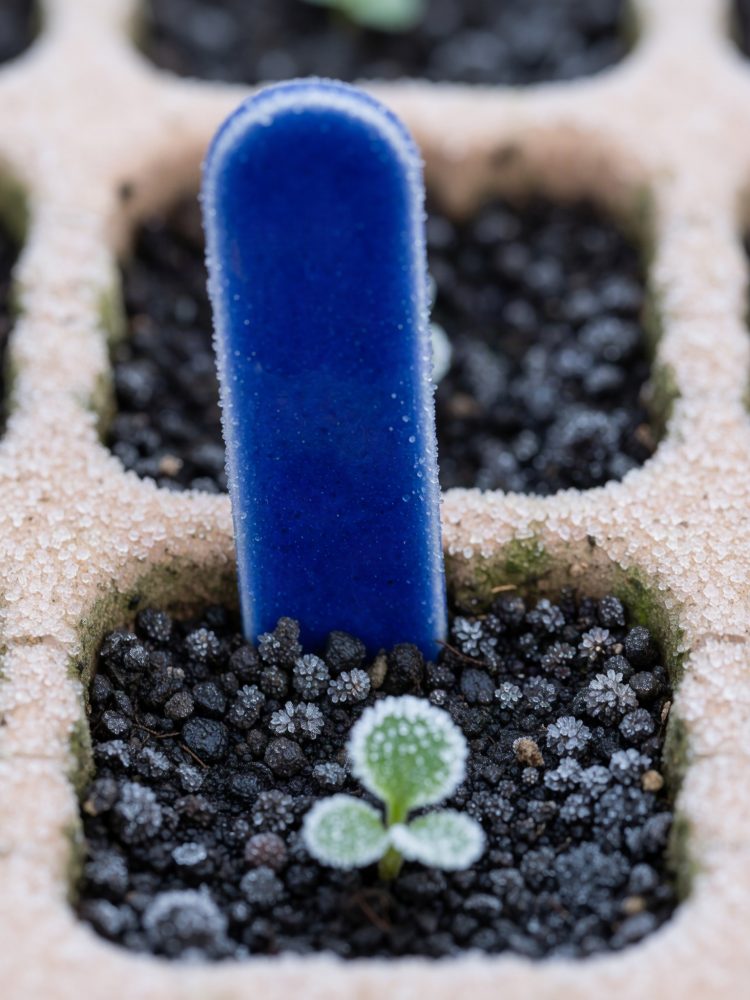 Muda pequena coberta de geada crescida em plantador com solo escuro e marcador azul