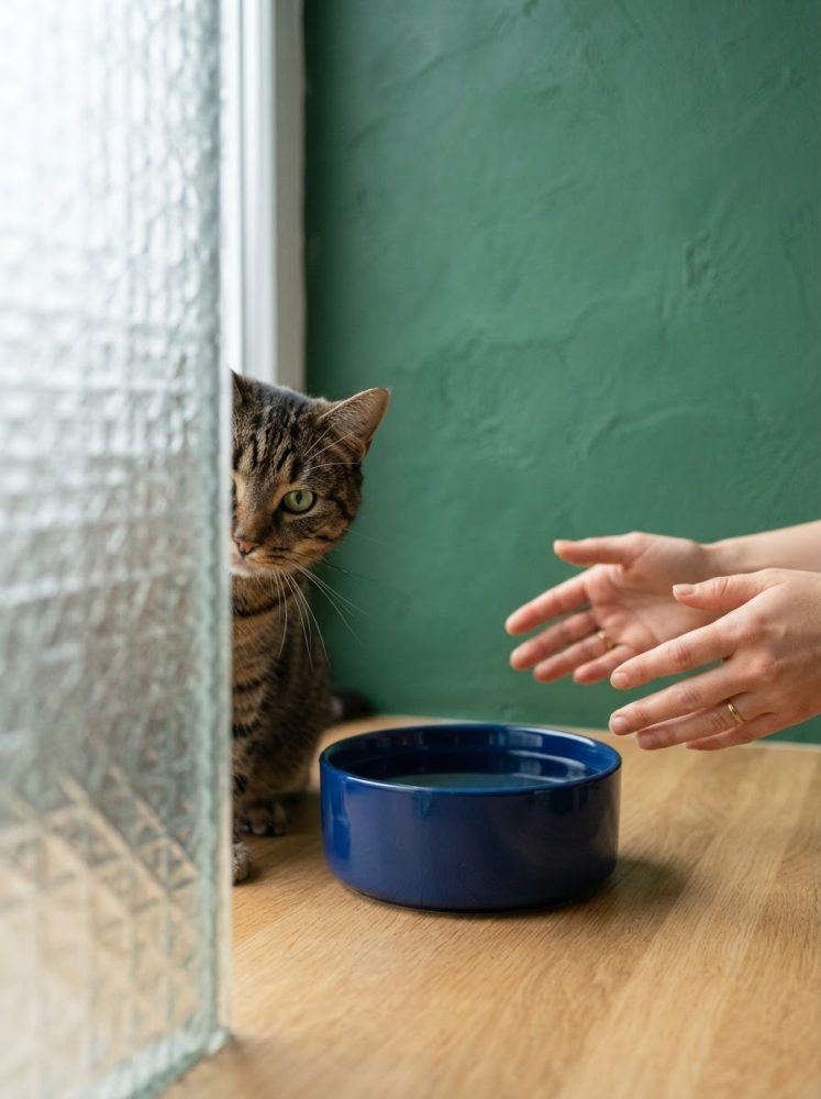 Gato às riscas espreita por vidro texturizado junto a bebedouro azul com mãos humanas próximas
