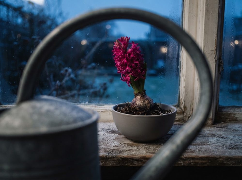 Flor de jacinto rosa em vaso cinzento junto a janela húmida com regador metálico em primeiro plano