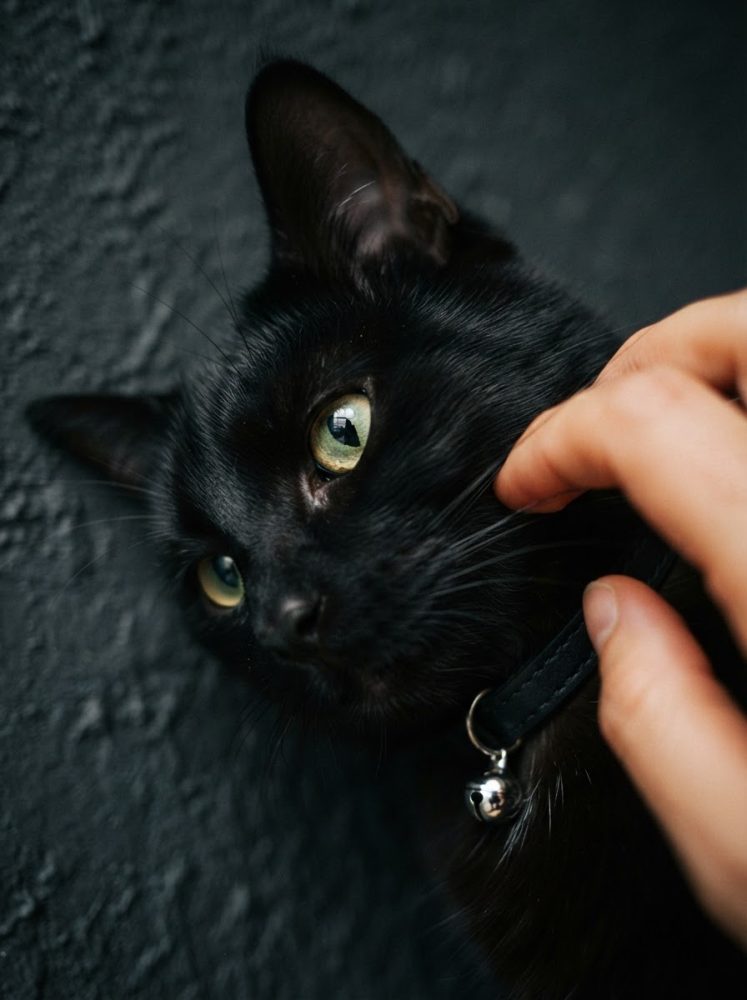 Gato preto com olhos amarelos e coleira com campainha sendo acariciado