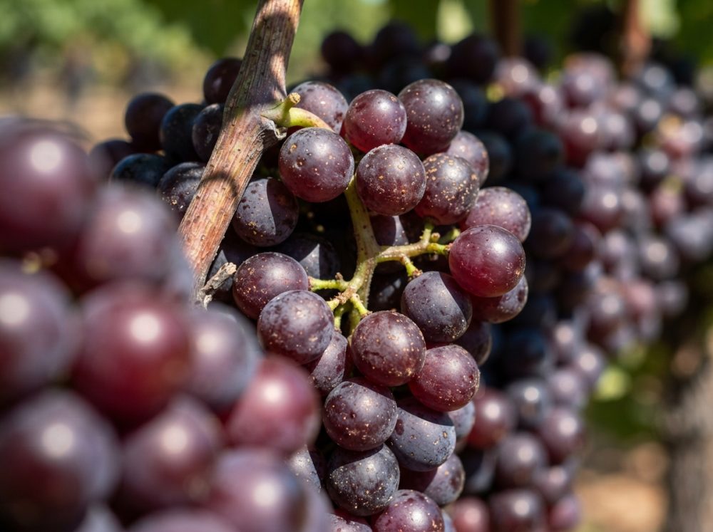 Cacho de uvas pretas maduras em vinha com luz natural