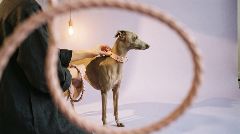 Cão cinzento com coleira rosa e trela em fundo lilás, visto de perfil
