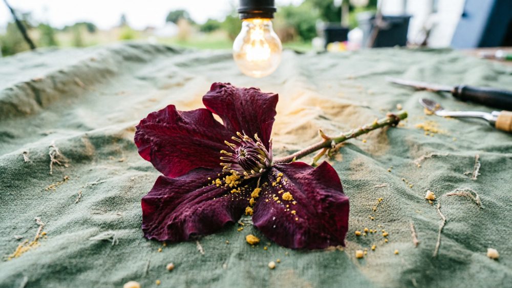 Flor vermelha escura sobre tecido verde com pólen amarelo e lâmpada incandescente ao fundo