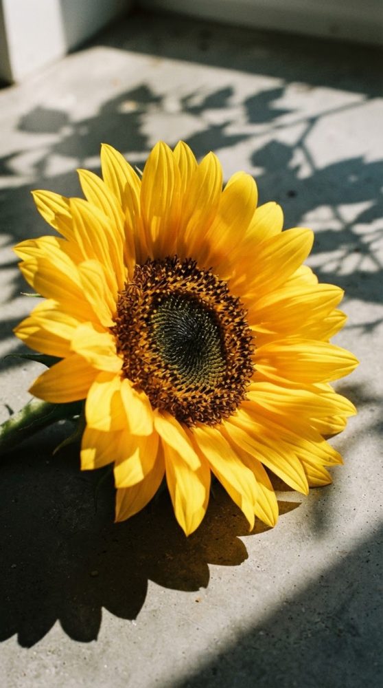 Girassol amarelo mostrado ao sol com sombras suaves sobre fundo cinzento