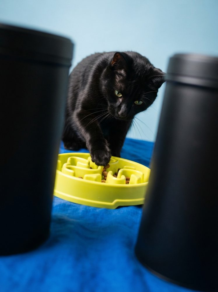 Gato preto a usar pata para retirar comida de prato dispensador amarelo sobre tecido azul