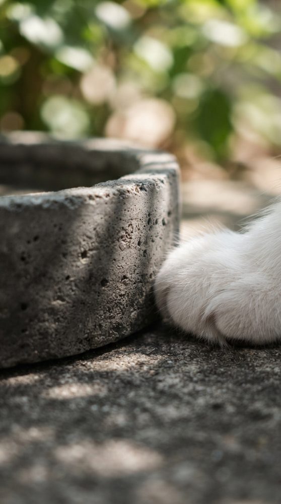 Pata branca de gato ao lado de bebedouro de pedra num ambiente ao ar livre