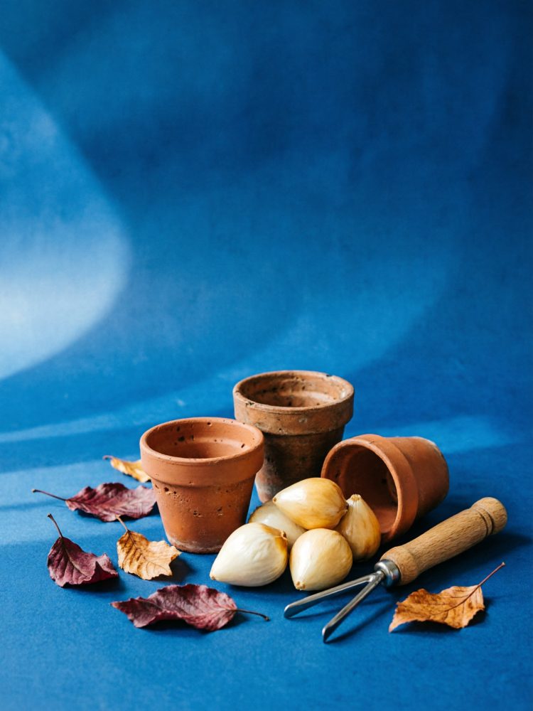 Vasos de barro, bulbos de plantas, ferramenta de jardinagem e folhas secas sobre fundo azul