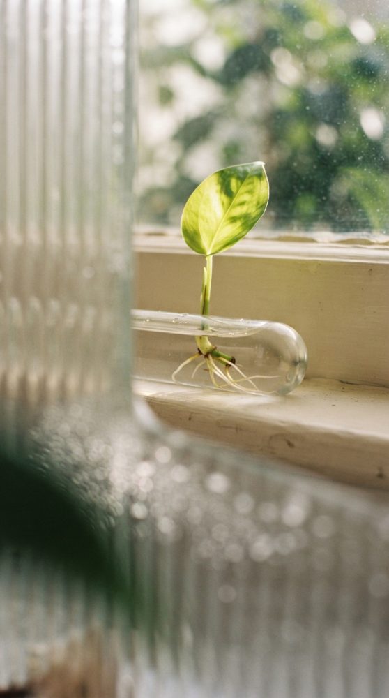 Planta jovem com raízes visíveis num frasco de vidro numa janela iluminada pela luz natural