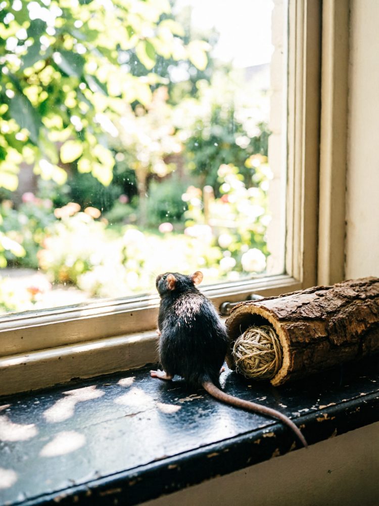Rato preto num peitoril olhando para um jardim verde pela janela com tronco oco e bola de corda ao lado