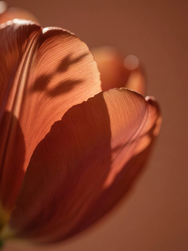 Pétalas próximas detalhadas de flor em tons castanhos iluminadas por luz quente