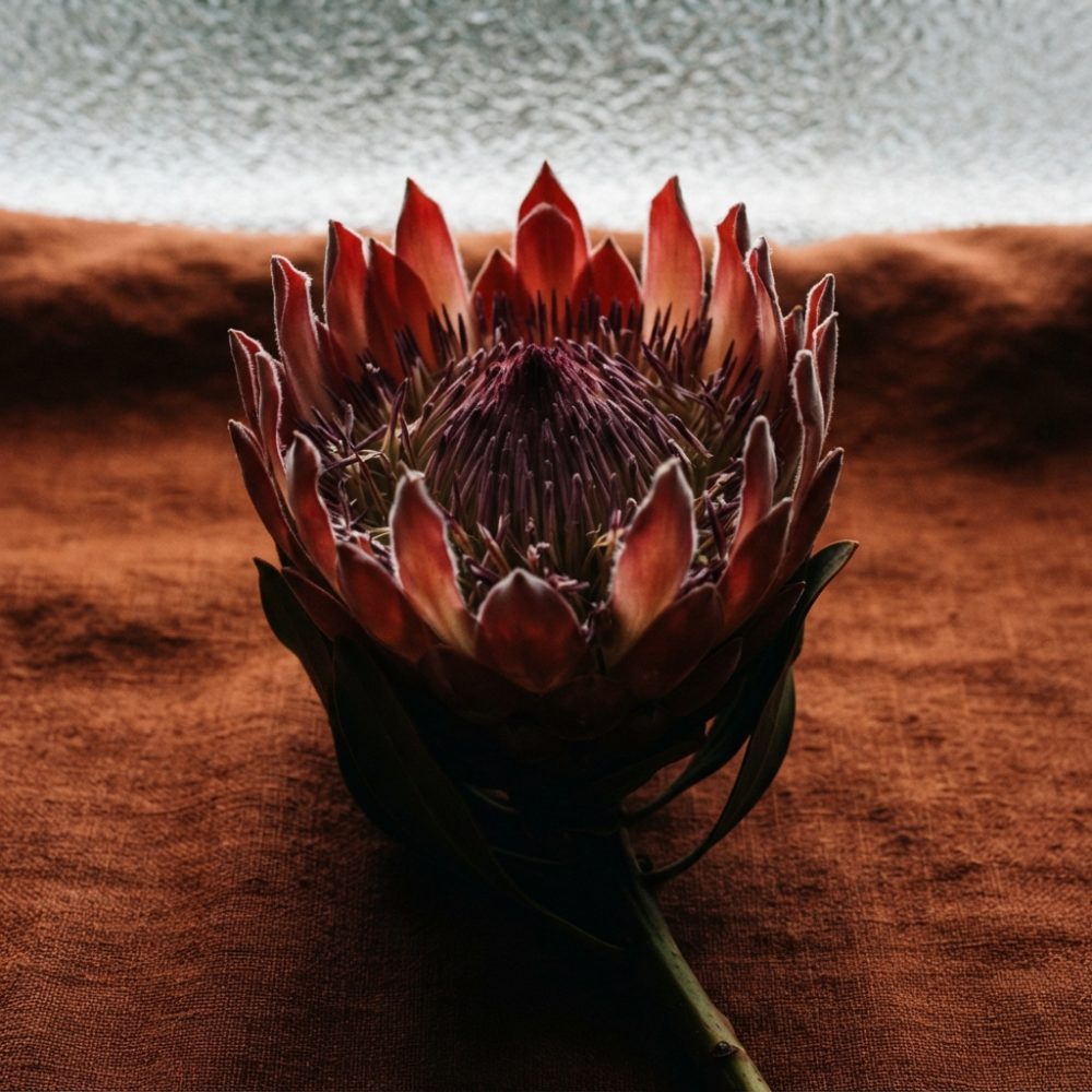 Flor Protea vermelha sobre tecido castanho com iluminação suave ao fundo