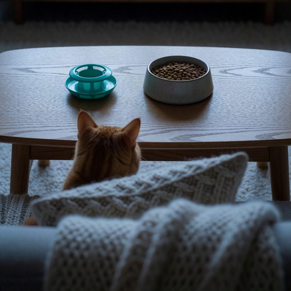 Gato laranja de costas olhando para comedouro com ração e brinquedo azul numa mesa de madeira