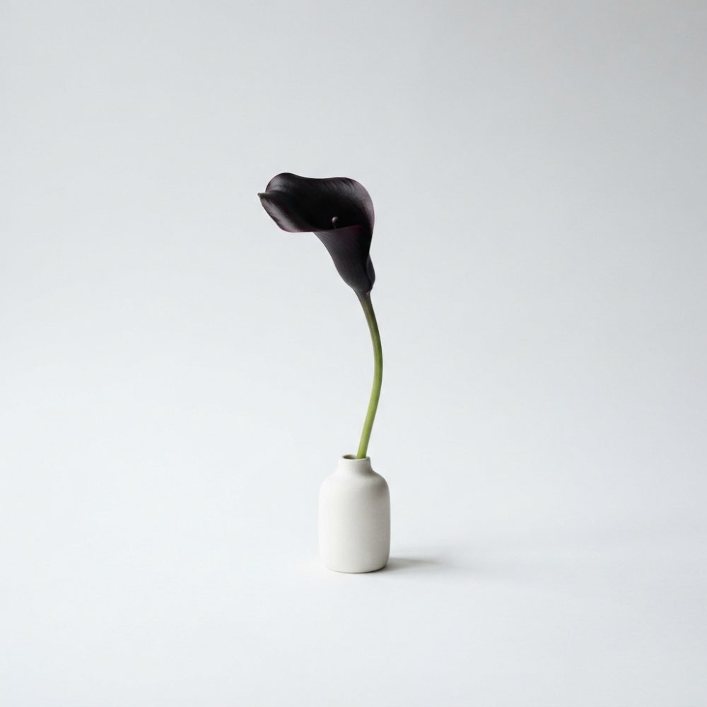 Flor copo-de-leite negra num vaso branco minimalista sobre fundo branco