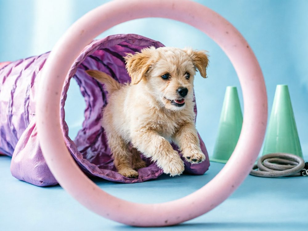 Cão pequeno a sair de túnel roxo com aro rosa e cones verdes num fundo azul claro