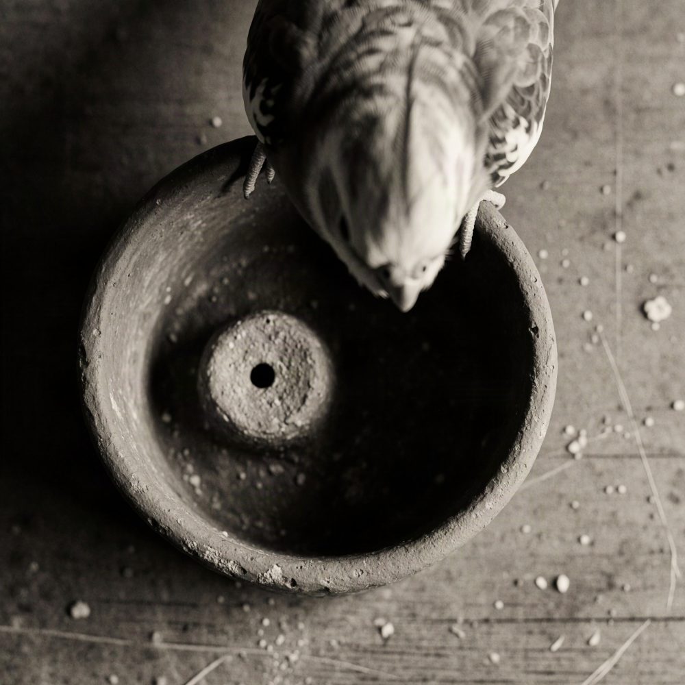 Pombo cinza a comer numa taça de barro rústica vista de cima