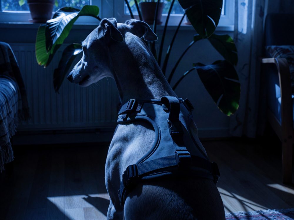 Cão de costas com arnês preto numa sala iluminada por luz azulada ao entardecer