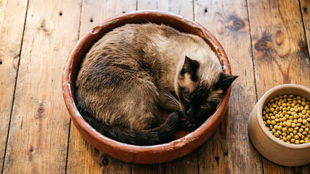 Gato siamês a dormir todo enrolado numa tigela de barro com ração ao lado, sobre chão de madeira