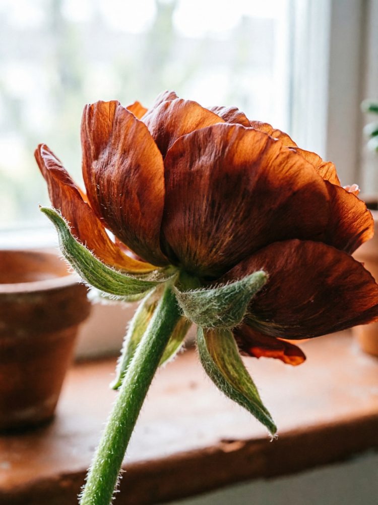Flor laranja com pétalas aveludadas e caule verde peludo em frente a janela com vasos