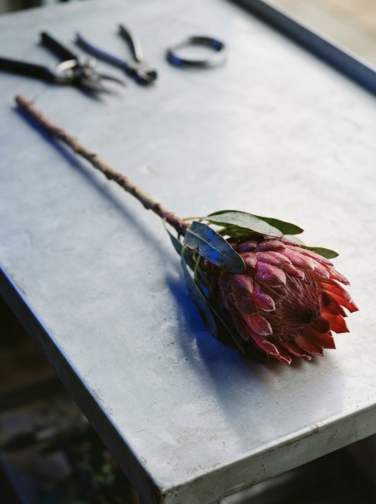 Flor de protea vermelha de caule longo sobre mesa metálica com ferramentas desfocadas ao fundo