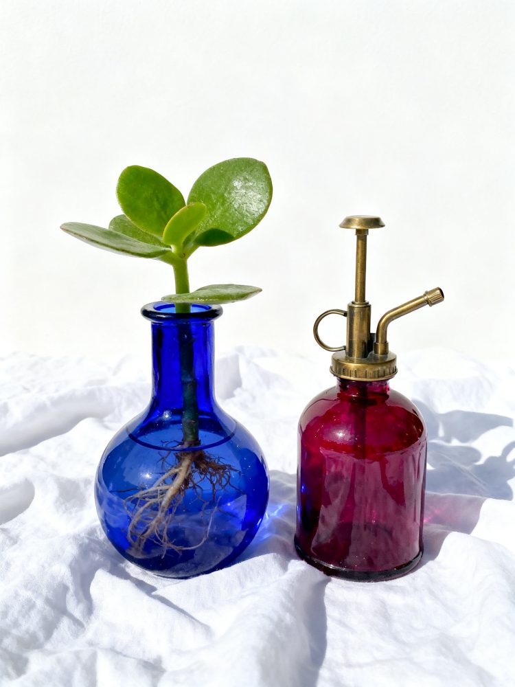 Plantinha com raízes em vaso azul ao lado de regador vintage vermelho sobre tecido branco