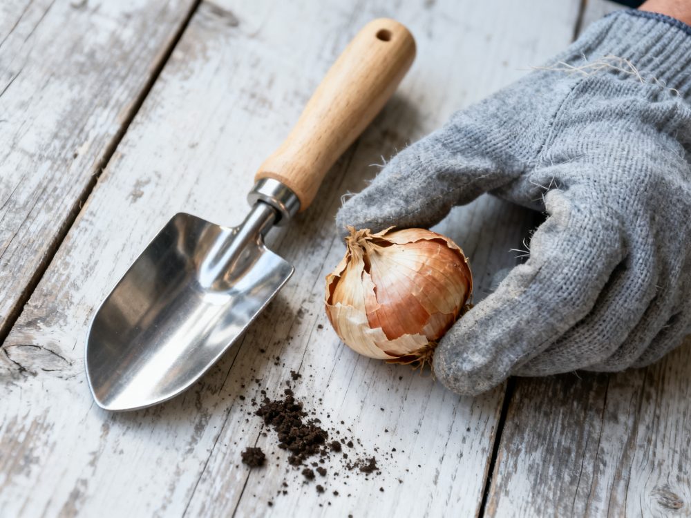 Mão enluvada segura bulbo de cebola ao lado de pá metálica com terra sobre madeira rústica