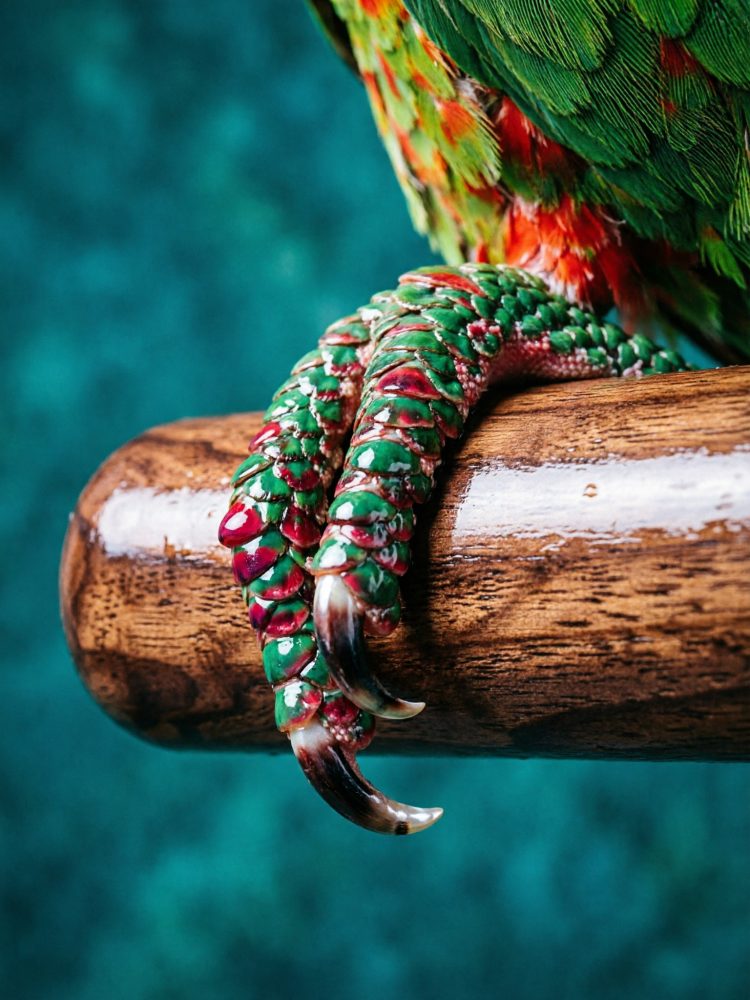 Garras verdes e vermelhas de papagaio pousadas num poleiro de madeira castanha.