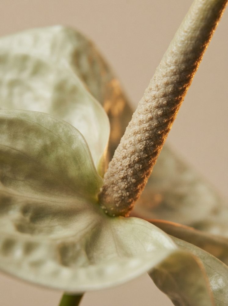 Grande plano de antúrio verde com espádice castanha texturada sob luz dourada.