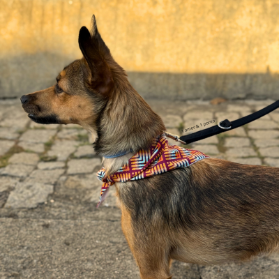 Bandana&#x20;Patinhas
