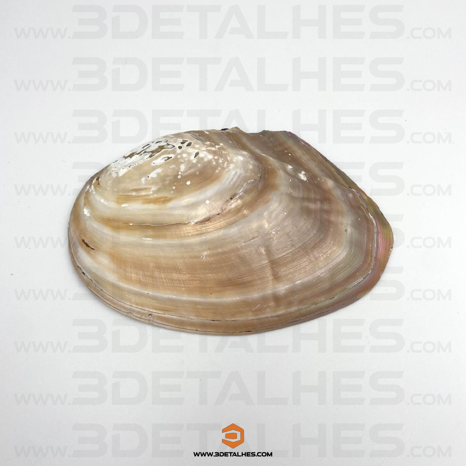Concha Madrepérola Natural