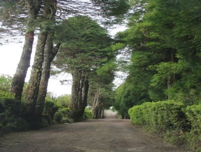 Caminho de terra entre árvores e arbustos verdes