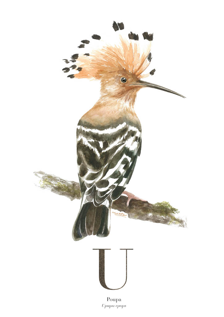 ILUSTRAÇÃO "U" ANA RITA ROBALO Ilustração de um pássaro com crista colorida e texto 'U Poupa'