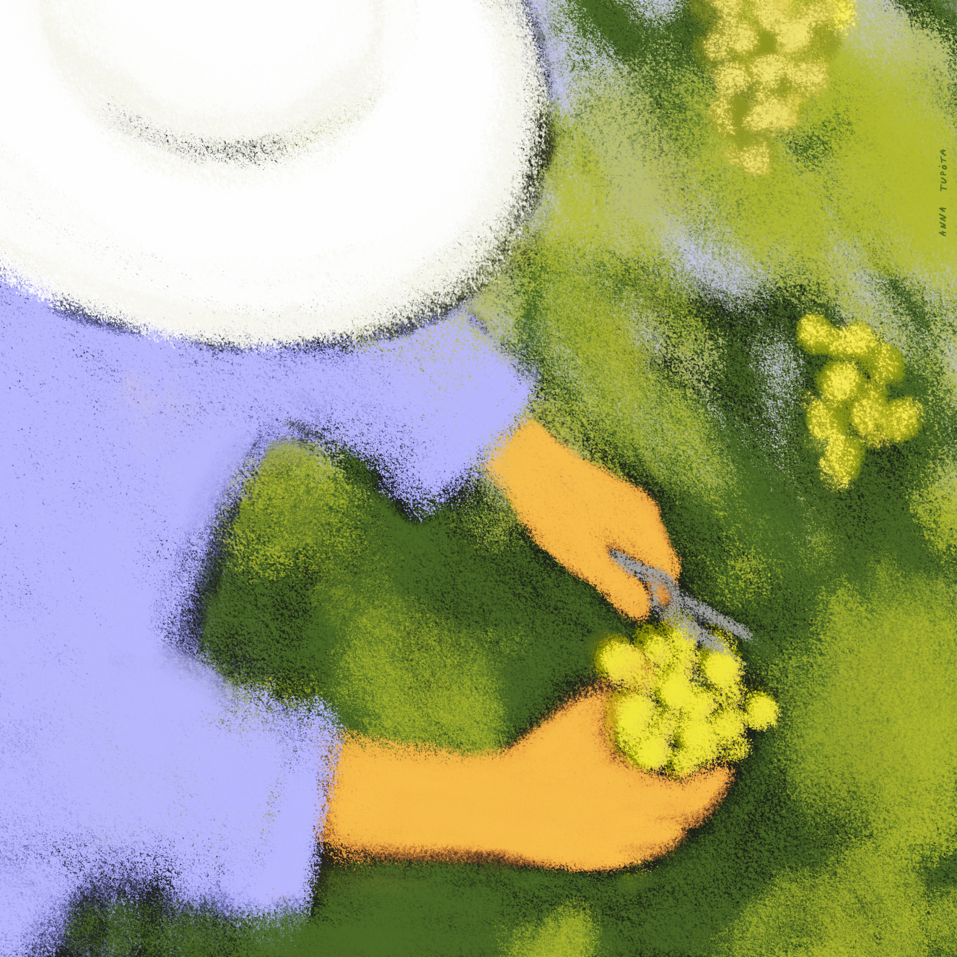 ILUSTRAÇÃO "DOURO I (CORTE DE UVAS)" ANNA TUPOTA Ilustração de mãos a colher uvas verdes com tesoura e chapéu branco