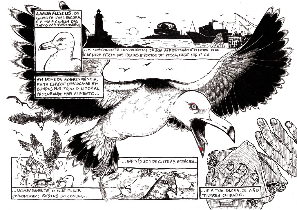 ILUSTRAÇÃO "GAIVOTA D'ASA ESCURA" MARTA ESPÍRITO SANTO Ilustração em preto e branco de gaivota e aves marinhas com texto explicativo.