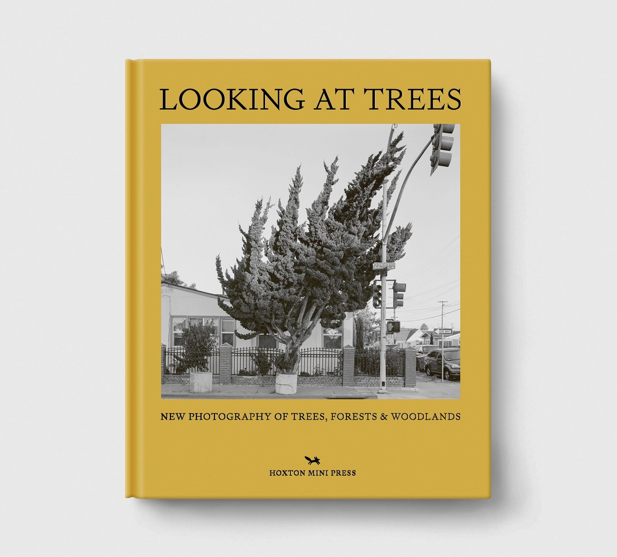 LOOKING AT TREES - HOXTON MINI PRESS Livro capa dura amarela com fotografia de árvore inclinada e texto em inglês