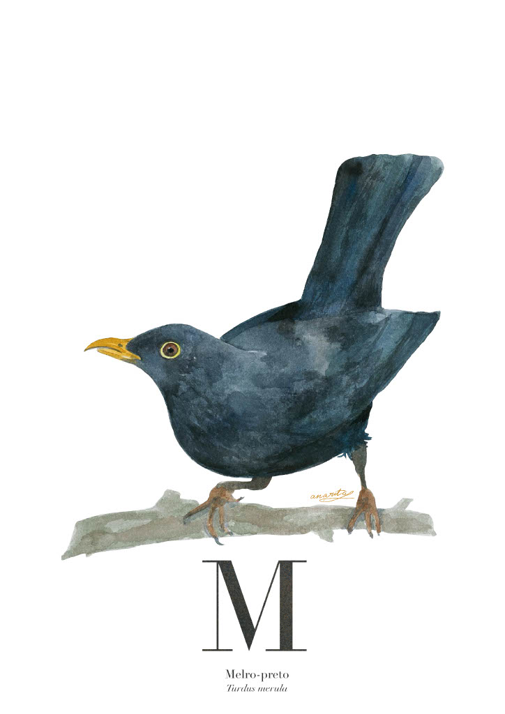 ILUSTRAÇÃO "M" ANA RITA ROBALO Ilustração de melro-preto sobre ramo com texto de identificação