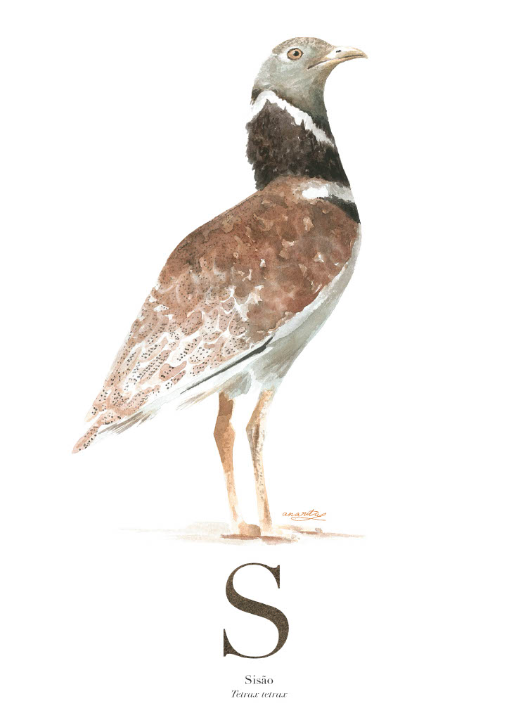 ILUSTRAÇÃO "S" ANA RITA ROBALO Ilustração de um pássaro sisão com penas castanhas e brancas e letras abaixo