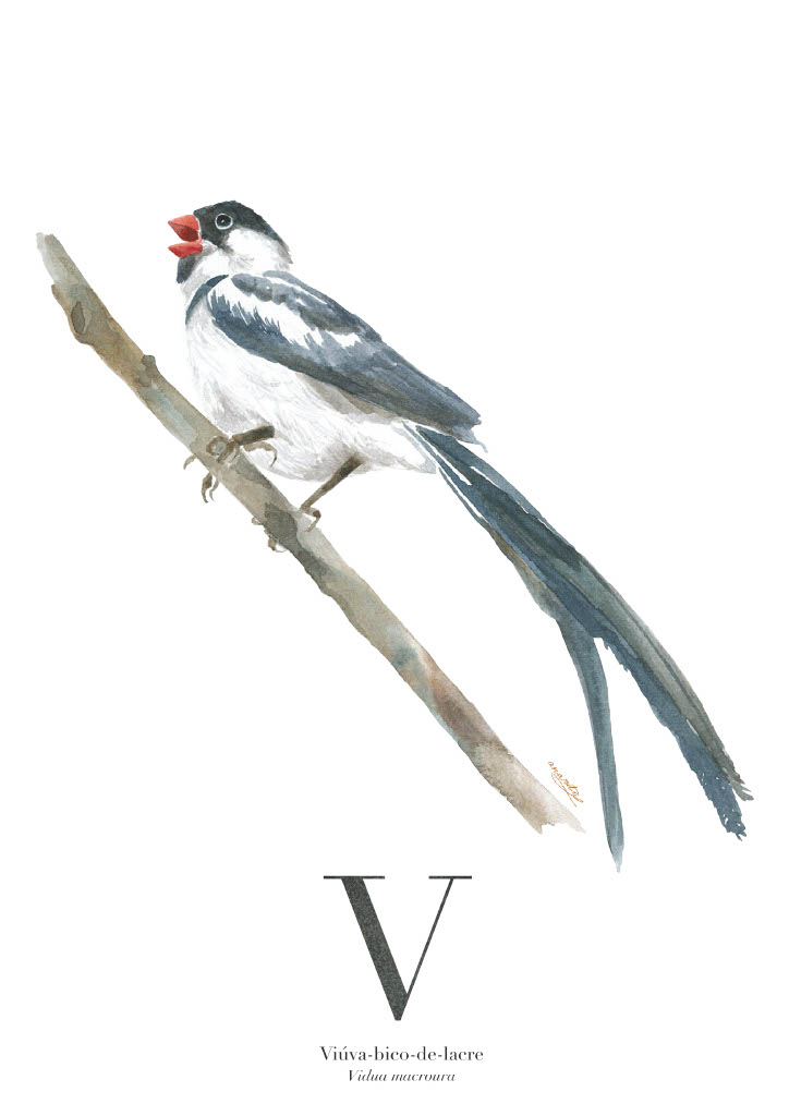 ILUSTRAÇÃO "V" ANA RITA ROBALO Ilustração de um pássaro Viúva-bico-de-lacre no galho com texto