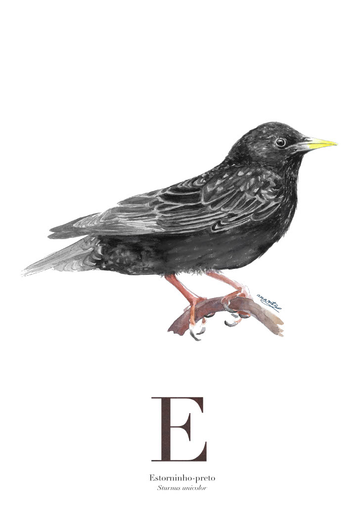 ILUSTRAÇÃO "E" ANA RITA ROBALO Ilustração de estorninho-preto com texto explicativo