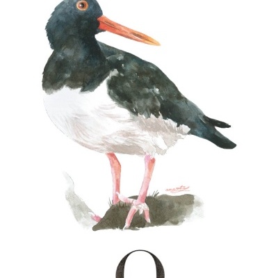 Ilustração de um pássaro Ostraceiro com bico laranja e corpo preto e branco.