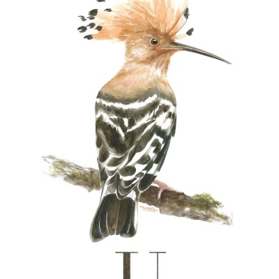 Ilustração de um pássaro com crista colorida e texto 'U Poupa'